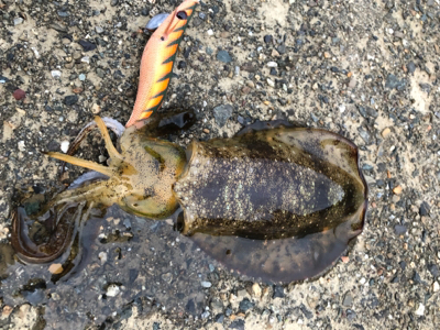 息子さんとたーのしー(●￣ω￣●)ﾉ