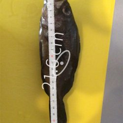 試しにウキ釣り