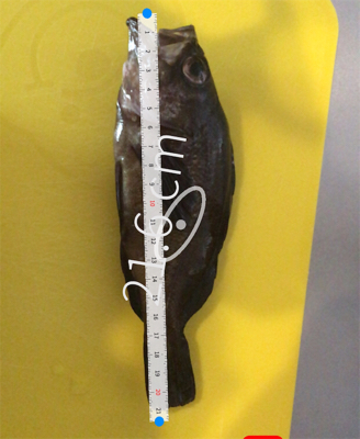 試しにウキ釣り