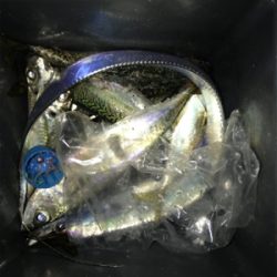 今日も砂揚げ場