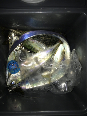 今日も砂揚げ場