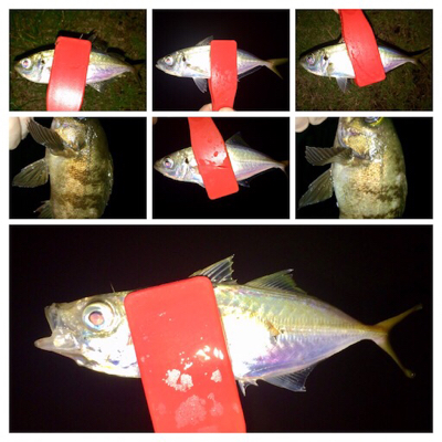 アジンガー1841〜2036