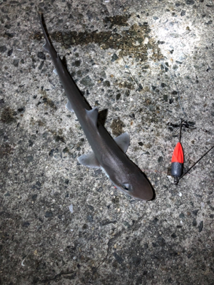 台風前の神戸遠征