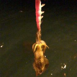 秋イカエギング