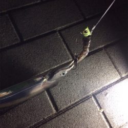 数釣りには最適