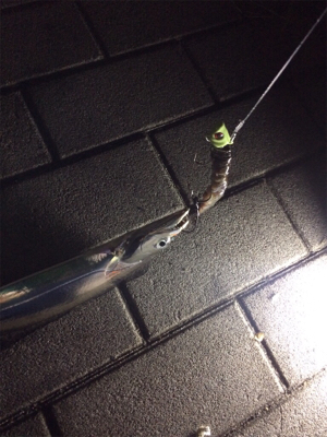 数釣りには最適