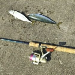 ジグでサバ2,3,4