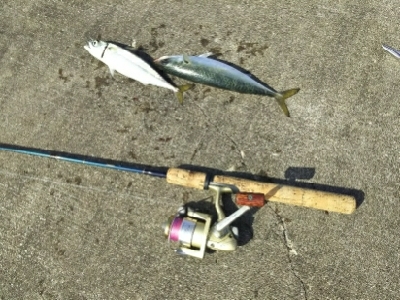 ジグでサバ2,3,4