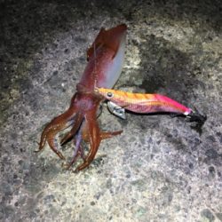 アジが釣れない