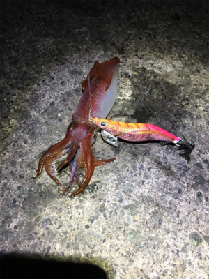 アジが釣れない