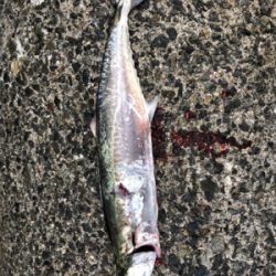 タチタチサゴニー