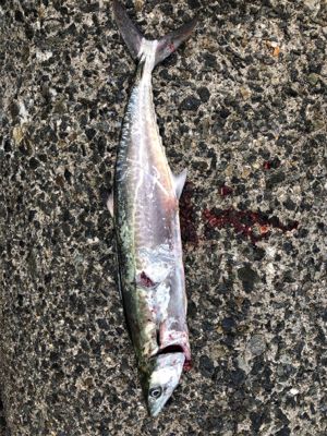 タチタチサゴニー