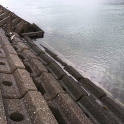 雨中のシーバス