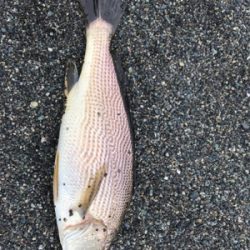 浜から投げ釣り