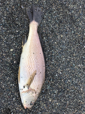 浜から投げ釣り