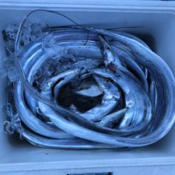 タチウオぼちぼち