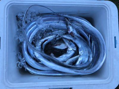 タチウオぼちぼち