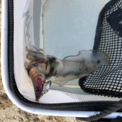 日本海爆風デイエギング