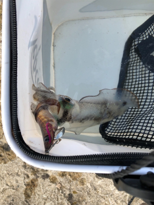 日本海爆風デイエギング