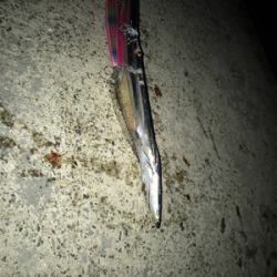 シーバスのはずが(T . T)