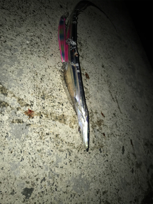 シーバスのはずが(T . T)