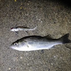 セイゴフィーバー