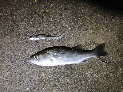 セイゴフィーバー