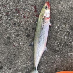 爆風の中、サゴシとサバ