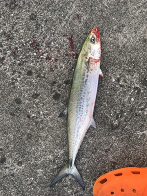 爆風の中、サゴシとサバ