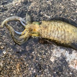 強風・大雨の中のエギング