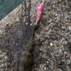 秋イカエギング