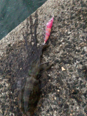 秋イカエギング