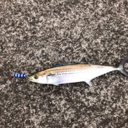 メタルジグでサゴシ！