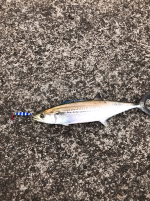 メタルジグでサゴシ！