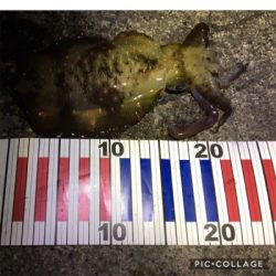 サビキでチヌ？