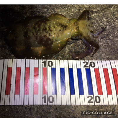 サビキでチヌ？