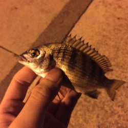 早めのメバリング