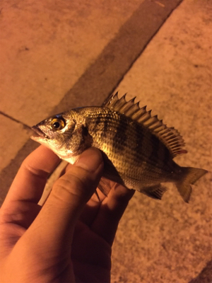 早めのメバリング