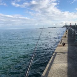 小さい秋小さいアオリ見つけた。