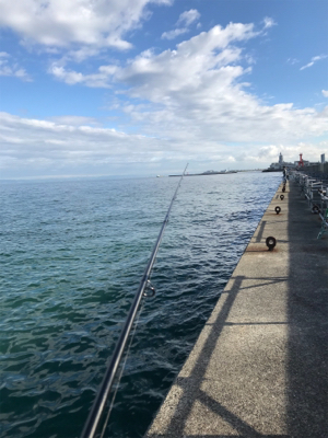 小さい秋小さいアオリ見つけた。