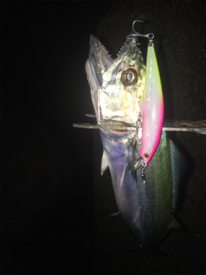 ようやく神戸ハマチ！