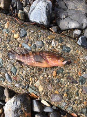 親父たちの釣行 第12弾