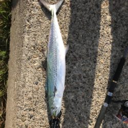 早朝ショアジギング