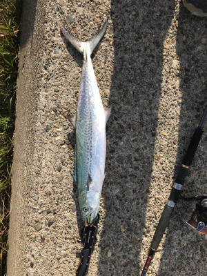 早朝ショアジギング