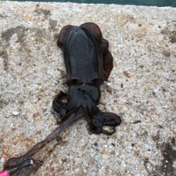 しまなみエギング 混ざり出したねー