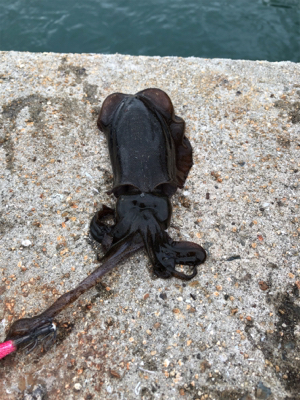 しまなみエギング 混ざり出したねー