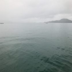 長門周辺 アオリイカ釣果