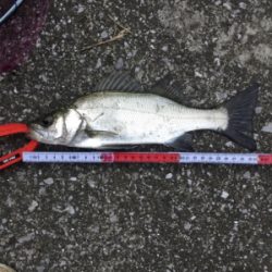 朝夕満ち潮狙い