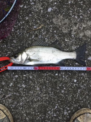 朝夕満ち潮狙い