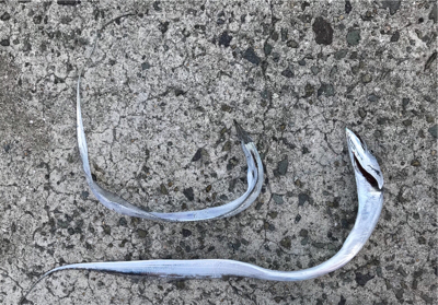 嫁の実家が洲本にあるため少し行ってみました